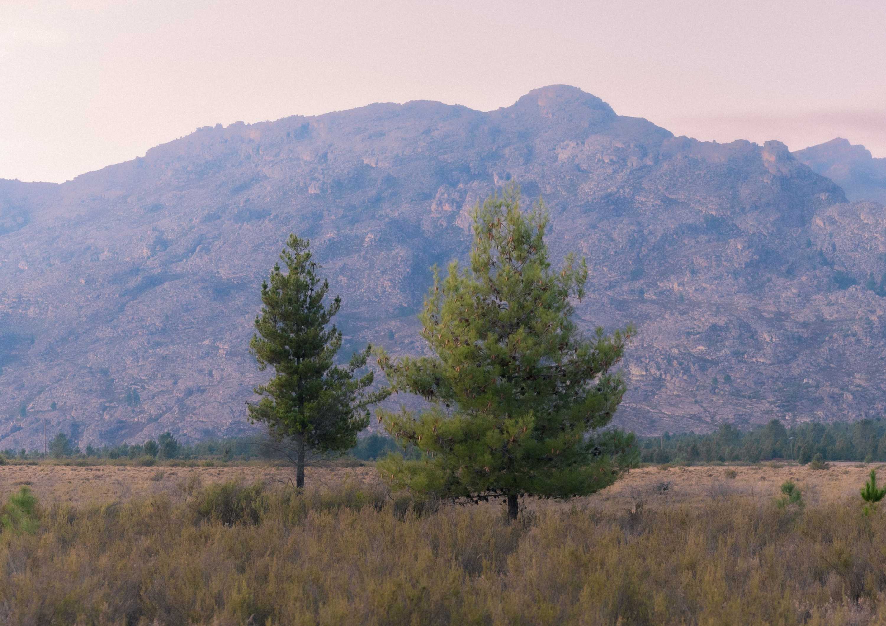 Serene Mountain Pines