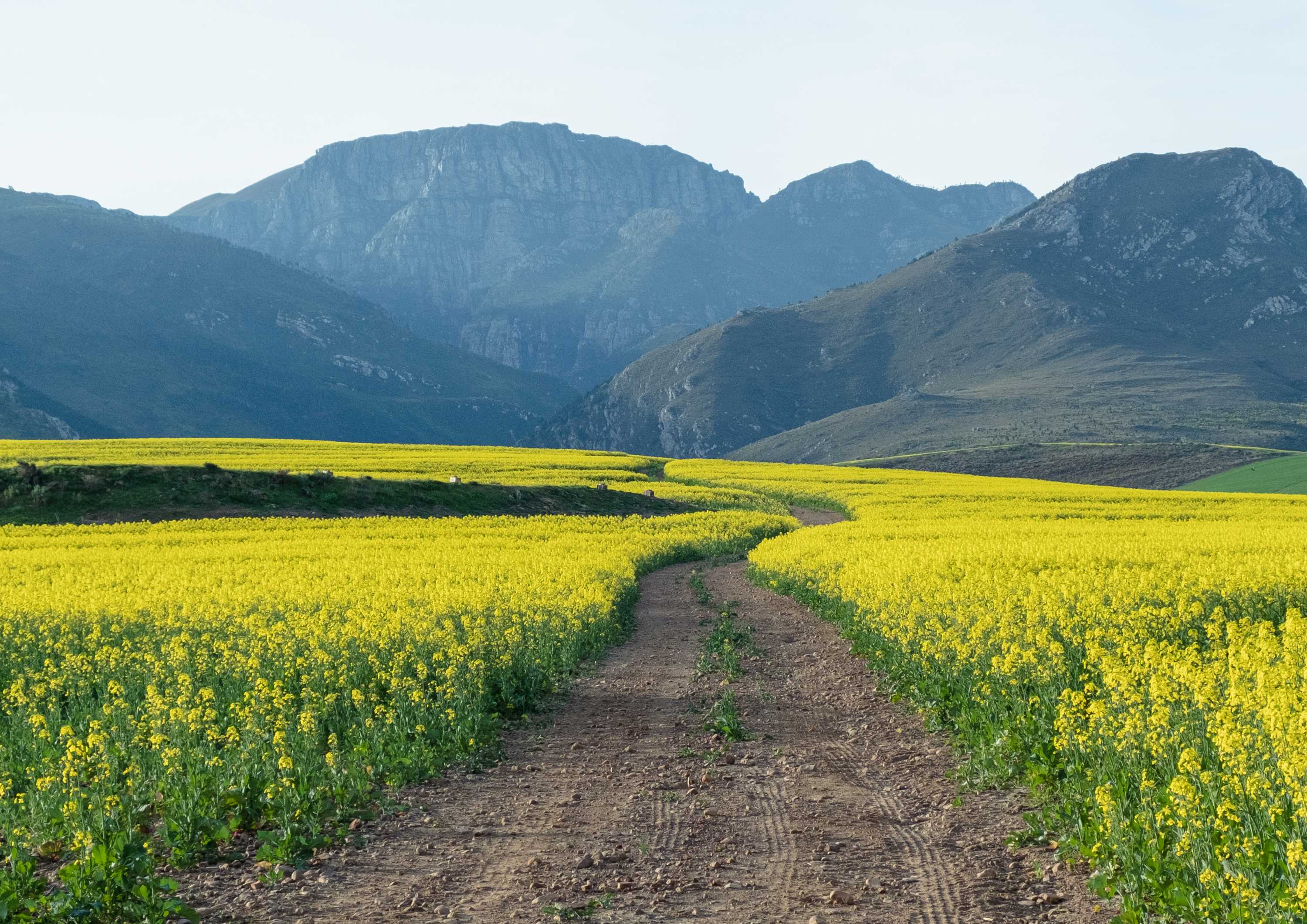 Golden Valley Path