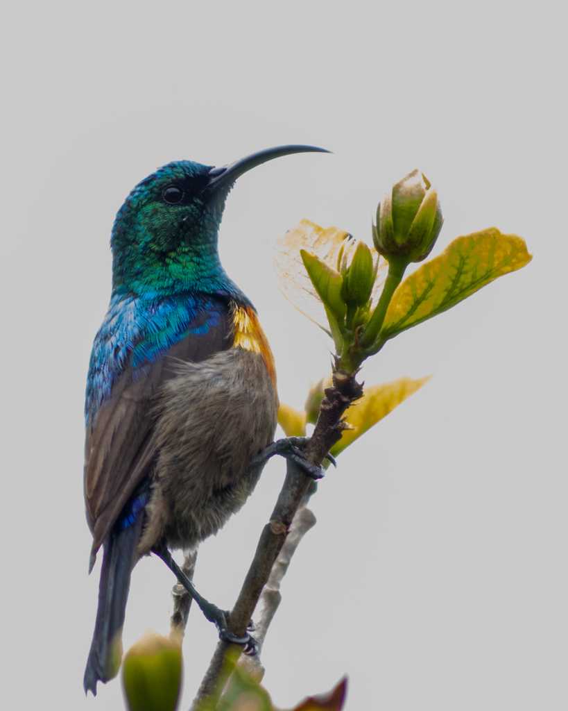 Vibrant Visitor