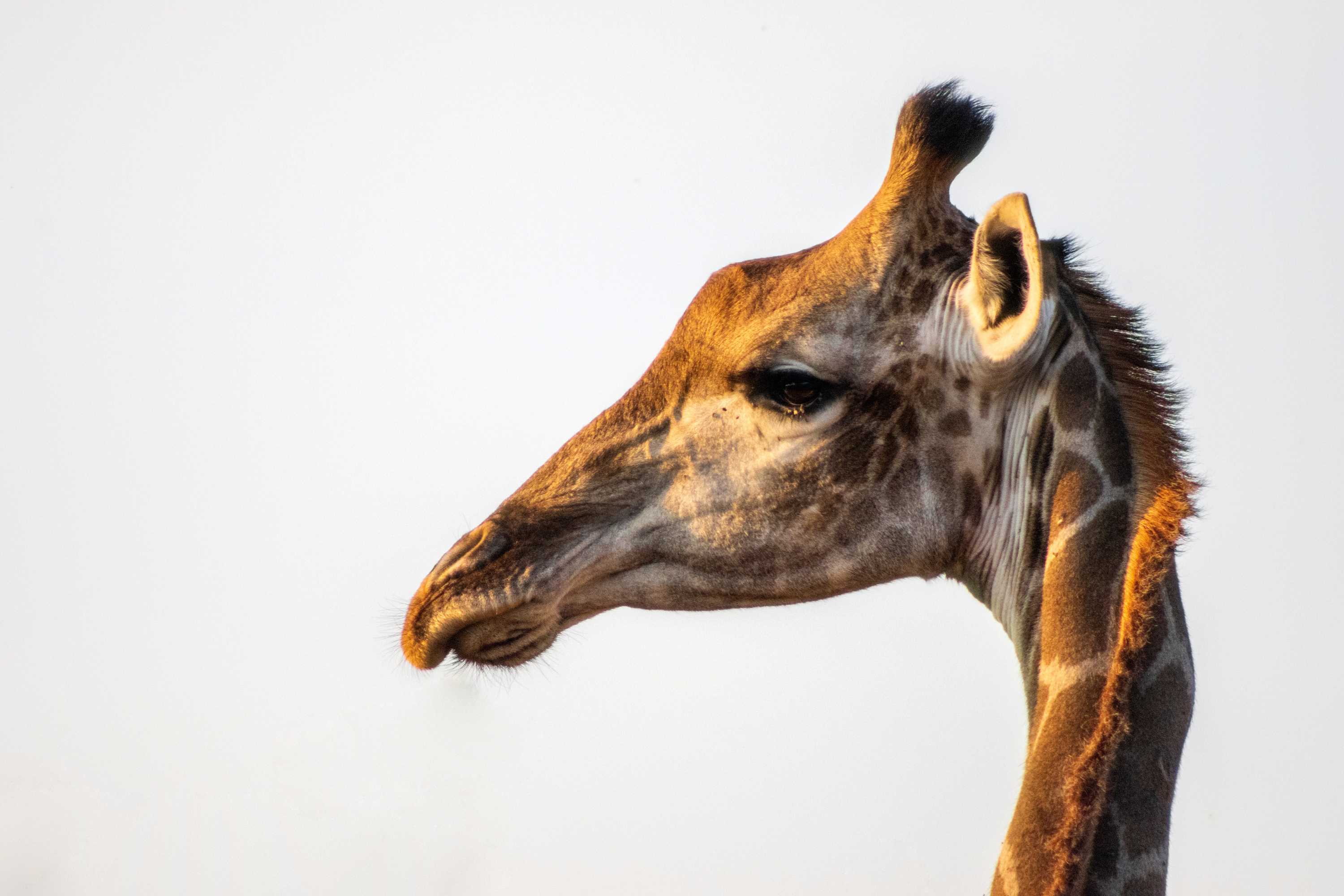 Graceful Grazer