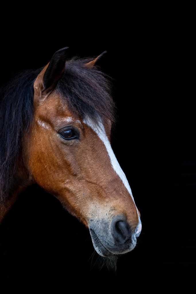 Equine Elegance