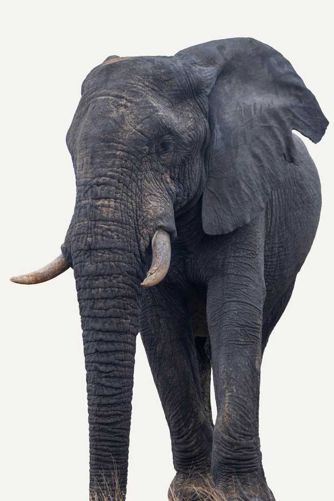 Gentle Giant