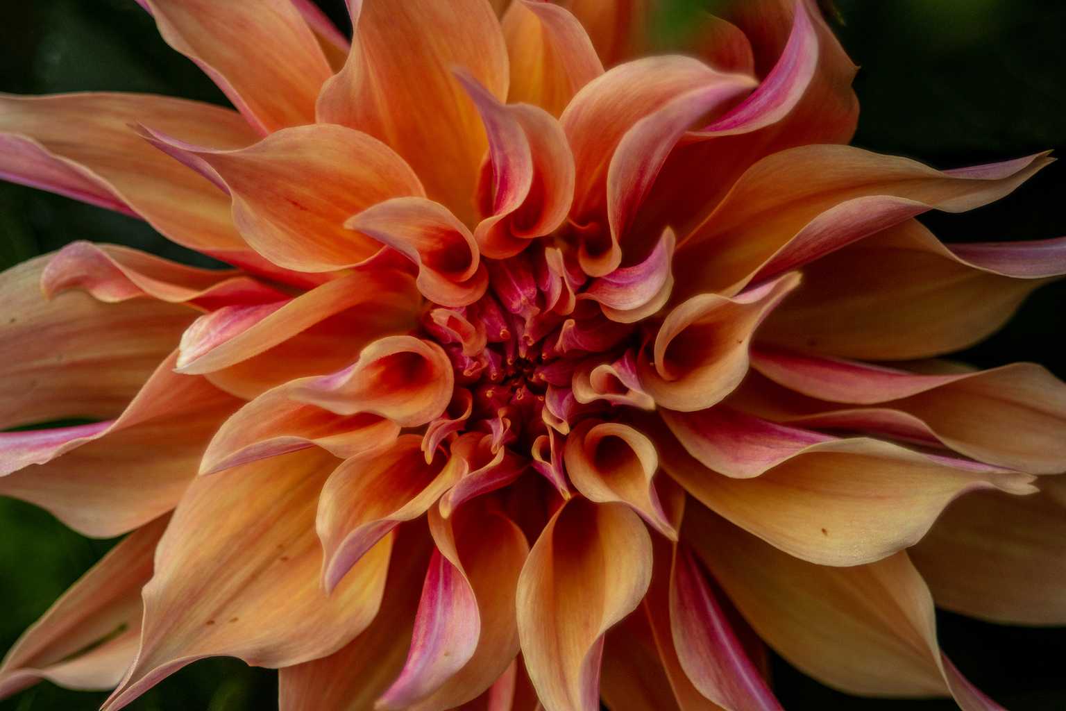 Painted Petal Perfection
