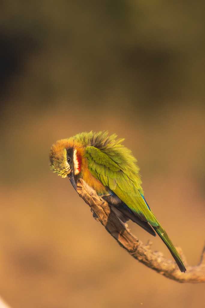 Sunlit Serenader