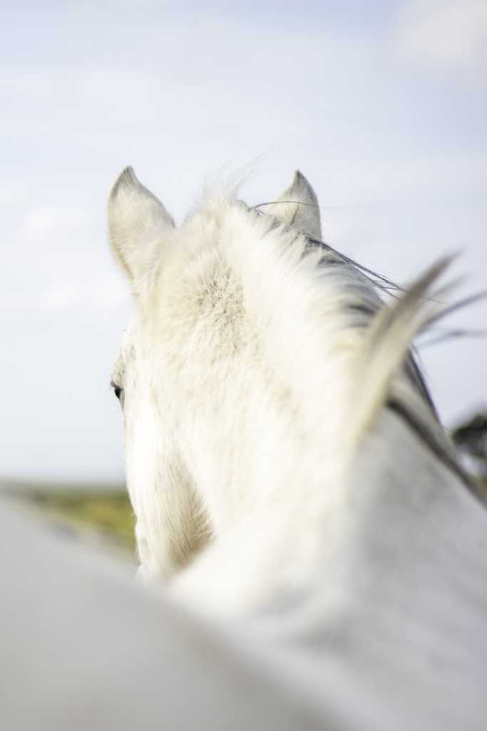White Serenity