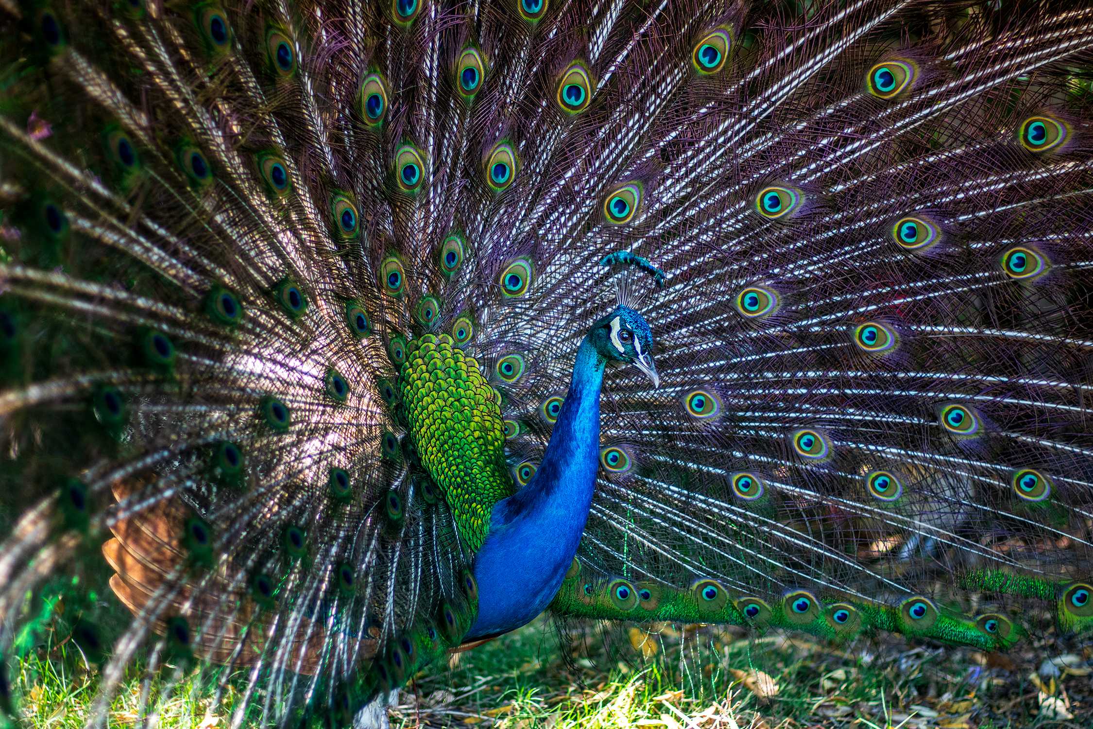 Flaunt and Flounce