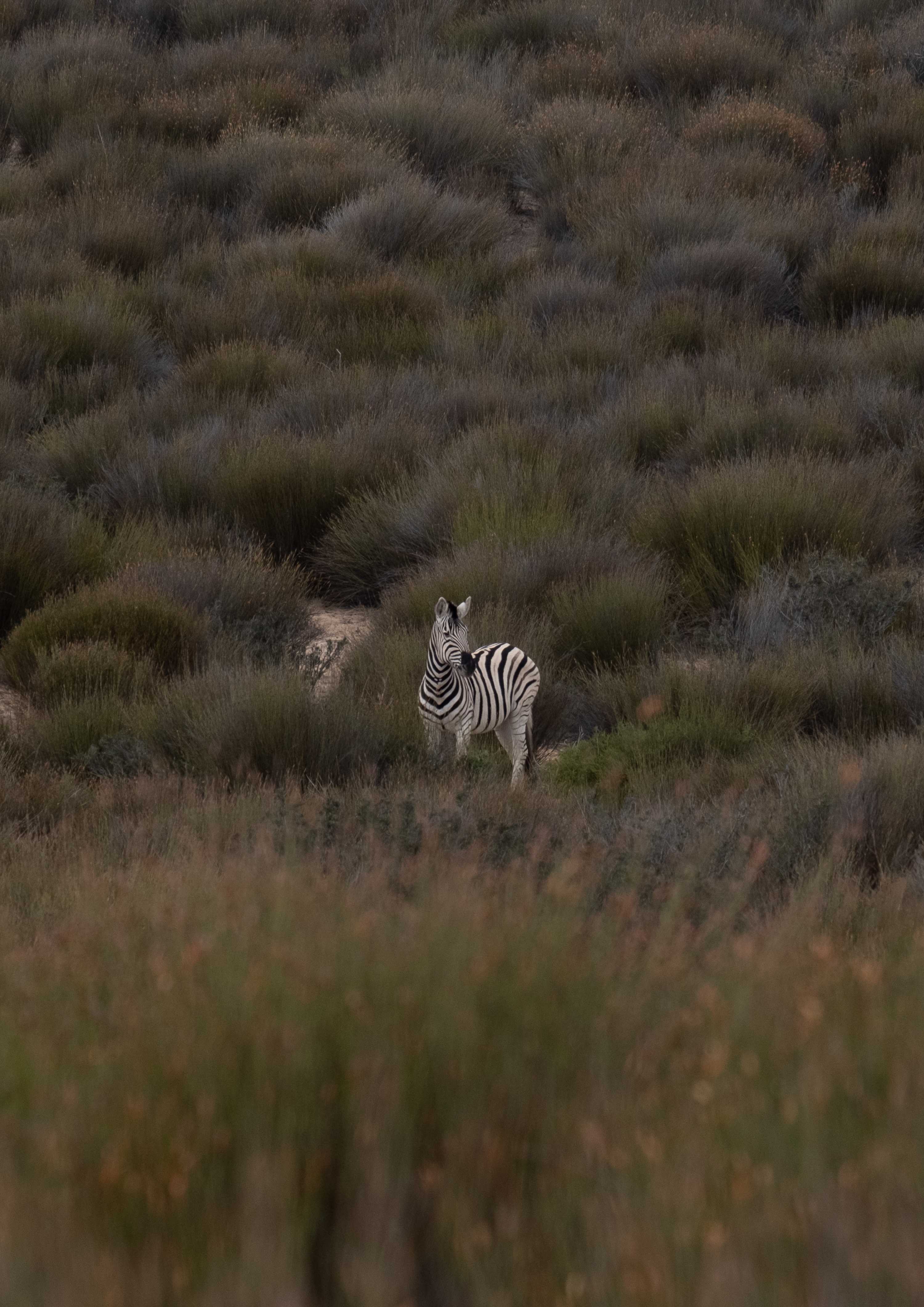 Solitary Zebra in the African Bush