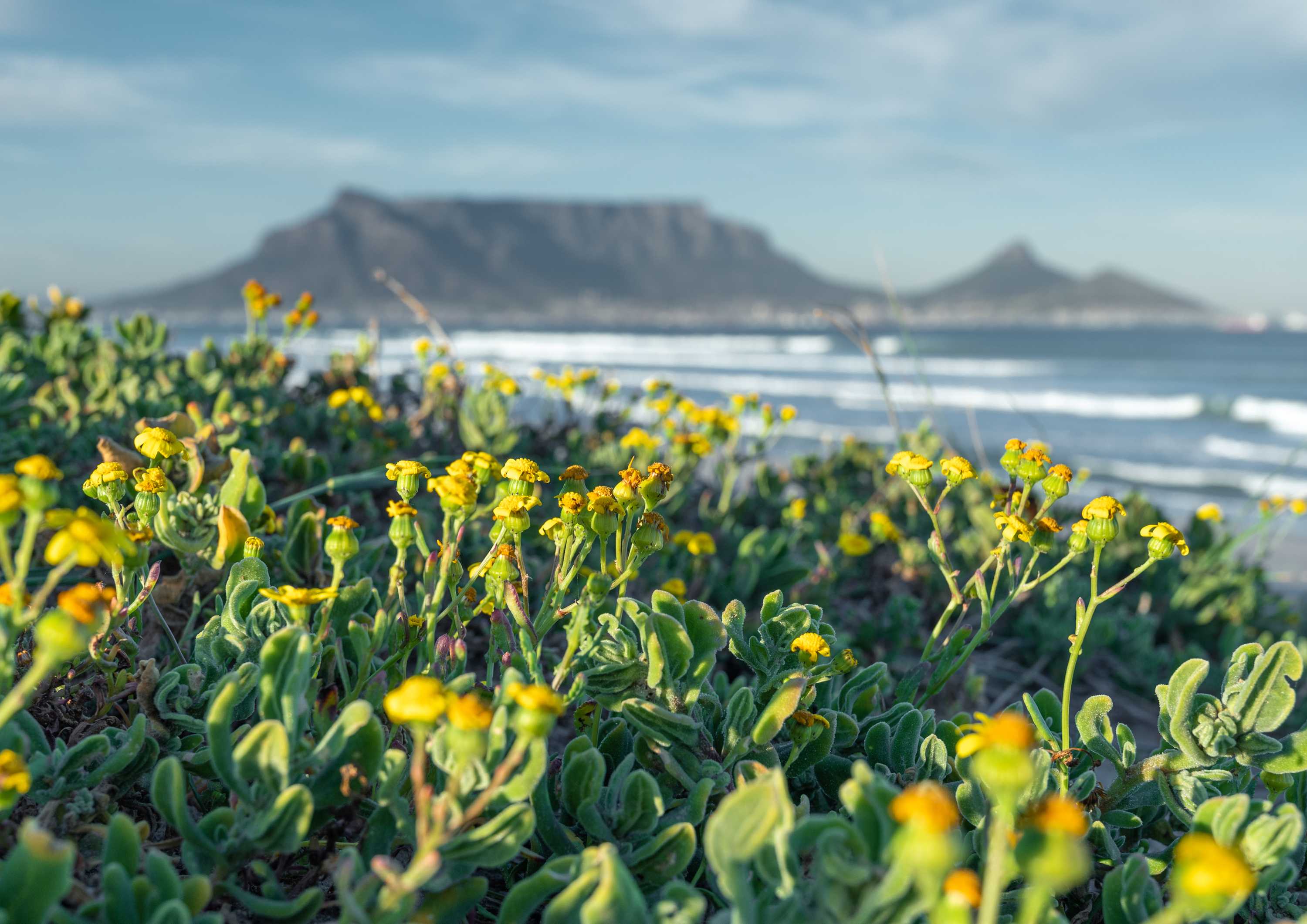 Table Mountain Blooms