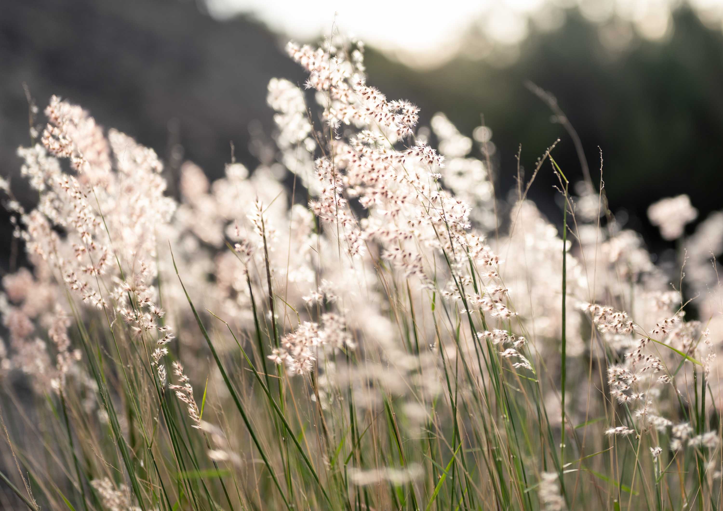 Dreamscape Meadow